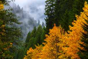 Maples in the fog-7719